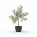 Dwarf River Wattle 'Dwarf'