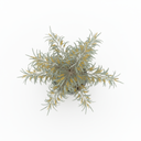 Golden Wreath Wattle