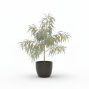 Golden Wreath Wattle