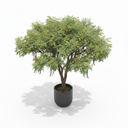 Golden Wreath Wattle (Acacia)
