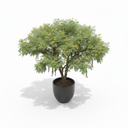 Egyptian Thorn Acacia