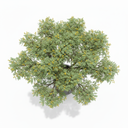 Egyptian Thorn Acacia