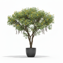 Egyptian Thorn Acacia