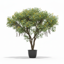 Egyptian Thorn Acacia