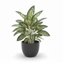 Chinese Evergreen 'White Spotted'