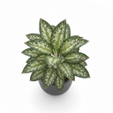 Chinese Evergreen 'Red Siam'