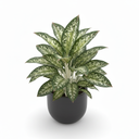 Chinese Evergreen 'Green'