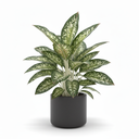 Chinese Evergreen 'Green'