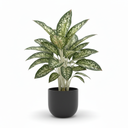 Chinese Evergreen 'Green'