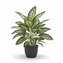 Chinese Evergreen 'Green'