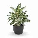 Chinese Evergreen 'Narrow Leaf'