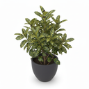 Gold Dust Aucuba 'Gold Dust'