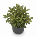 Gold Dust Aucuba 'Gold Dust'