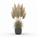 Pampas Grass