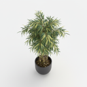 Tiger Bamboo 'Boryana'