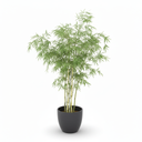 Lucky Bamboo 'Spiral'