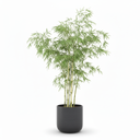 Ghost Bamboo 'Amoenus'