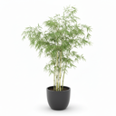 Ghost Bamboo 'Amoenus'