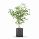 Ghost Bamboo 'Amoenus'