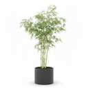 Ghost Bamboo 'Amoenus'