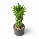 Lucky Bamboo '3-Tier Arrangement'