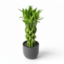 Lucky Bamboo '3-Tier Arrangement'