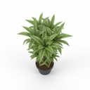 Woven Lucky Bamboo 'Woven Lattice'