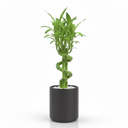 Lucky Bamboo Lattice 'Lattice'