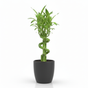 Lucky Bamboo Lattice 'Lattice'