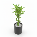 Lucky Bamboo 'Twisted'