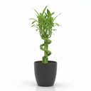 Lucky Bamboo 'Twisted'