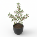 Almond Tree 'Italian'