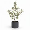 Almond Tree 'Italian'