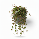 Pepperspot Peperomia 'Pepperspot'