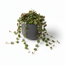 Pepperspot Peperomia 'Pepperspot'