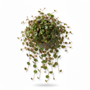 Pepperspot Peperomia 'Pepperspot'