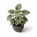 Watermelon Peperomia