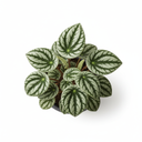 Watermelon Peperomia