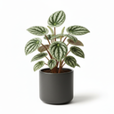 Watermelon Peperomia