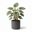 Watermelon Peperomia