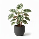 Watermelon Peperomia