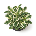 Variegated Baby Rubber Plant 'Variegata'