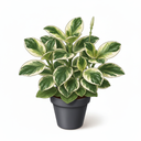 Variegated Baby Rubber Plant 'Variegata'