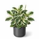 Variegated Baby Rubber Plant 'Variegata'