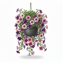 Hanging Petunia 'Hanging'
