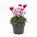 Persian Cyclamen