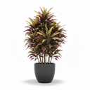Cordyline