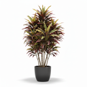 Cordyline