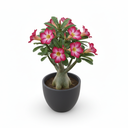 Calamondin Orange Tree