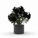 Arrowhead Plant